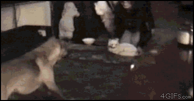 Shovel dog. Гиф испуг собаки. Гифка пёс испугался щенка. Анимированные собака задержания.